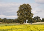 Tilia cordata