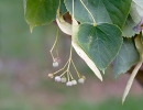 Tilia cordata