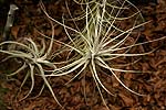 Tillandsia