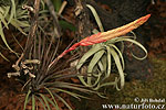 Tillandsia sp.