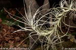 Tillandsia sp.