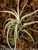 Tillandsia sp.