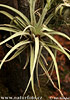 Tillandsia sp.