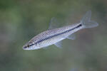 Topmouth Gudgeon