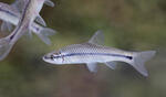 Topmouth Gudgeon