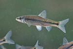 Topmouth Gudgeon