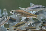 Topmouth Gudgeon