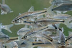 Topmouth Gudgeon