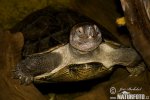 Tortue asiatique géante des marais