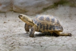 Tortue de Horsfield