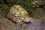 Tortuga leopardo