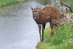 Tragelaphus spekei