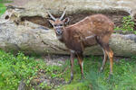 Tragelaphus spekii