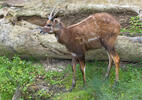 Tragelaphus spekii