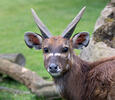 Tragelaphus spekii