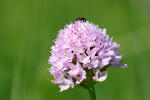 Traunsteinera globosa
