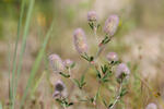 Trifolium arvense