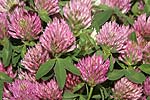 Trifolium pratense