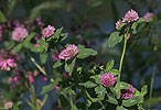 Trifolium pratense