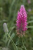 Trifolium rubens