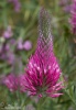 Trifolium rubens