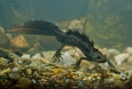 Triturus cristatus