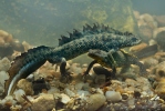 Triturus cristatus