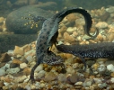 Triturus cristatus