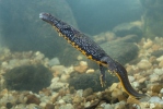 Triturus cristatus