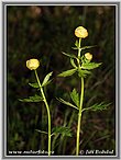 Trollius europaeus