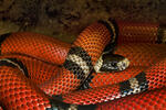 Tropical Kingsnake