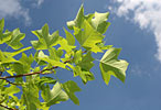 Tulip tree