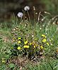 Tussilago farfara