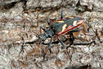 Two-banded Longhorn Beetle