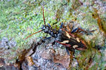 Two-banded Longhorn Beetle