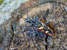 Two-banded Longhorn Beetle