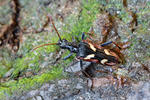 Two-banded Longhorn Beetle
