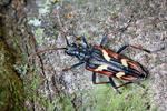 Two-banded Longhorn Beetle