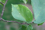 Ulmus glabra