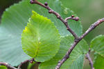 Ulmus glabra