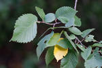 Ulmus glabra