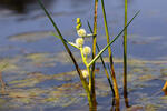 Unbranched Bur-reed