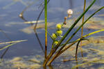 Unbranched Bur-reed