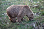 Ursus arctos isabellinus