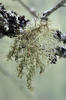 Usnea hirta