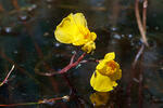 Utricularia australis