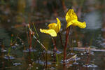 Utricularia australis