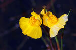 Utricularia australis