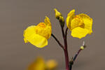 Utricularia australis