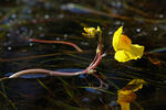 Utricularia australis